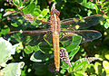 Thumbnail for version as of 22:02, 1 December 2009