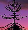 Monkey Puzzle (Araucaria araucana)