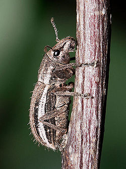 Naupactus sp Kaldari.jpg