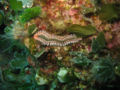 Polycheate 2.jpg