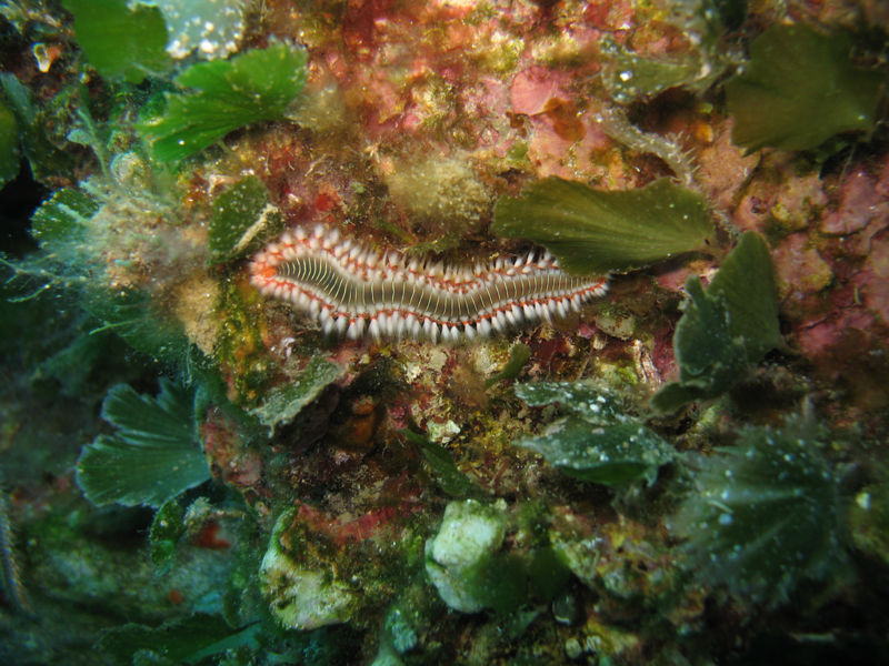 File:Polycheate 2.jpg