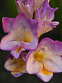 Thumbnail for version as of 03:24, 23 April 2009