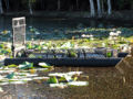 Saltwater crocodile trap (Crocodylus porosus)