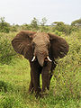 African Bush (Savanna) Elephant (Loxodonta africana)