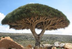 Socotra dragon tree.jpg