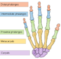 Diagram of hand