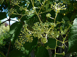 Aralia -1.jpg