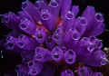 Thumbnail for version as of 21:49, 26 October 2008