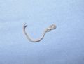 A canine roundworm that came out from a dog