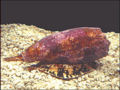 Cone snail Conus geographicus Order: Sorbeoconcha