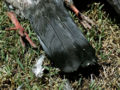 Thumbnail for version as of 08:01, 5 January 2007