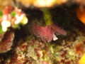 Polychaete 6.jpg