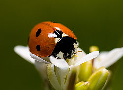 Seven-spotted ladybug 1.jpg