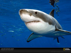 Ventral view of Great white shark.jpg