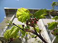 Vine Maple (Acer circinatum)