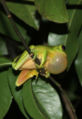 Australian green tree frog (L. caerulea ) binomial name: Litoria caerulea