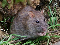 800px-WildRat.jpg
