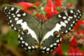 Citrus Swallowtail (Papilio demodocus )