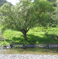 Thumbnail for version as of 05:49, 20 May 2013