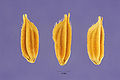 Broadleaf rice (Oryza latifolia Desv)