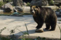 Brown bear...
