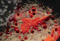 Demosponge (Laxosuberites proteus) Order:Spirophorida