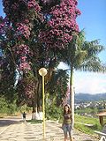 GreatestBougainvillea.jpg