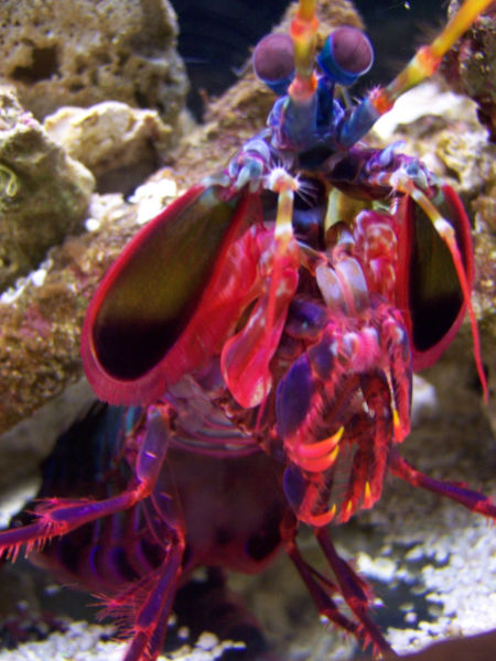 File:Jakob'sMantisshrimp.jpg
