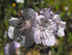 Phaceliacicutaria1.jpg