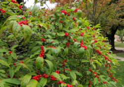 Winterberry.png