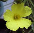 Dewy PIne (Drosophyllum lusitanicum)