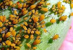 Aphid Swarm.jpg