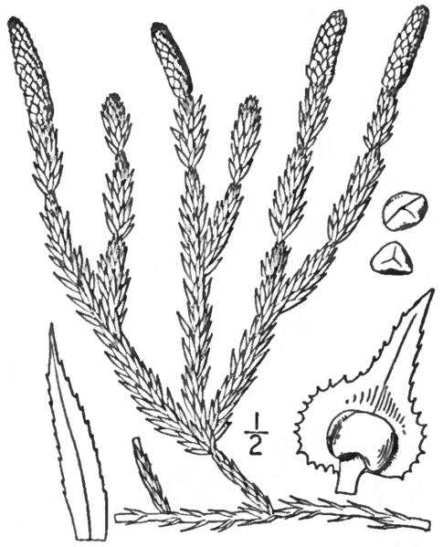 File:BB-0111 Lycopodium clavatum.png