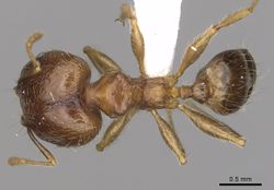 Big Headed Ant Appearance.jpg