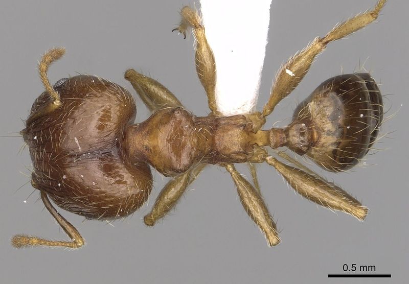 File:Big Headed Ant Appearance.jpg