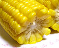 Maize (Zea mays L.)