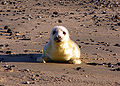 Grey Seal (H.Gypus) Genus: Halichoerus