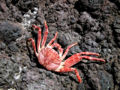 Crab (Grapsus grapsus) Order: Decapoda
