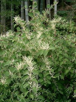 Japanese Knotweed.jpg