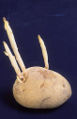 Sprouting during storage diminishes a potato's processing.