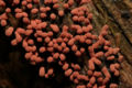 Red Slime mold Phylum: Amoebozoa