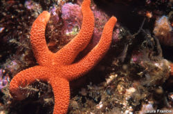 Sea Star.jpg