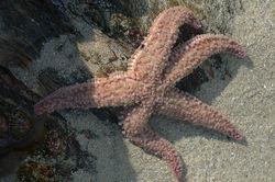 Asterias rubens (Common starfish).jpg