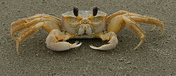 Atlantic Ghost Crab.jpg