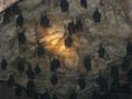 Bats in a cave