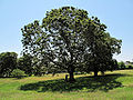 Black Oak (Quercus Velutina)