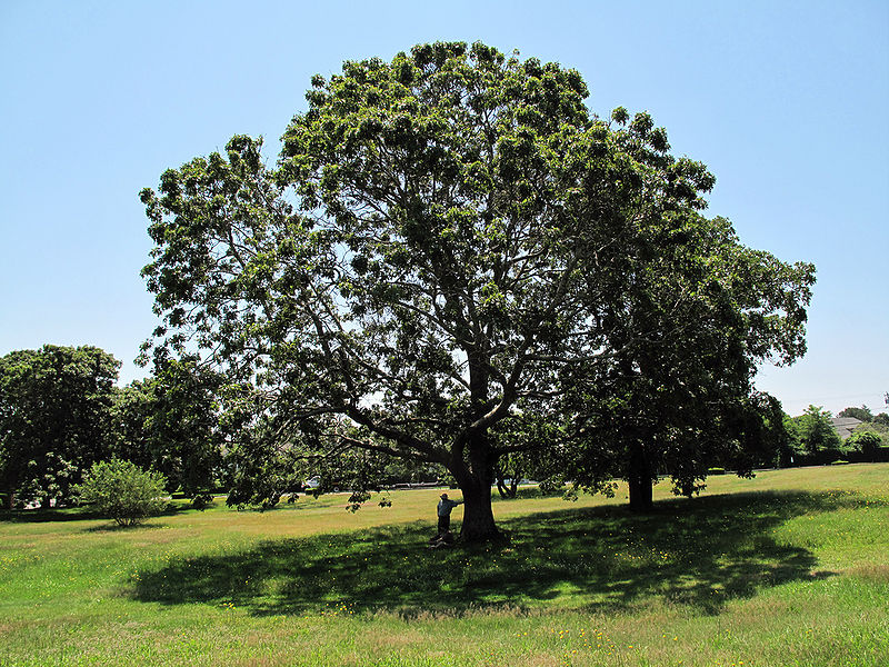 File:Black Oak.jpg