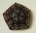 Spiny Cushion star (Culcita schmideliana)