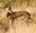Chinkara (Gazella bennettii) Species: Gazella bennettii