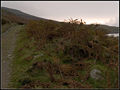 Some dried up bracken ferns